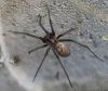 Eratigena sp.